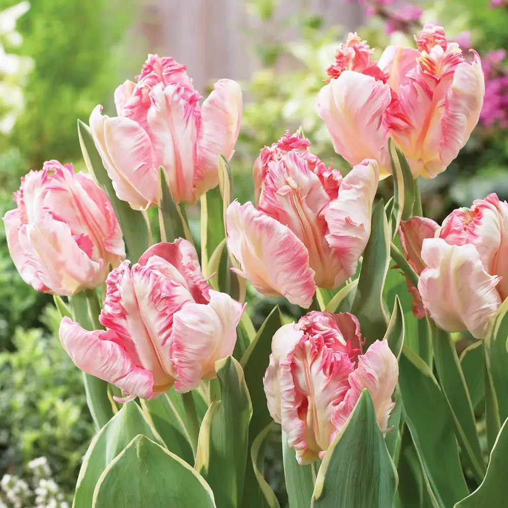 Parrot Tulip Silver Parrot - Image 2