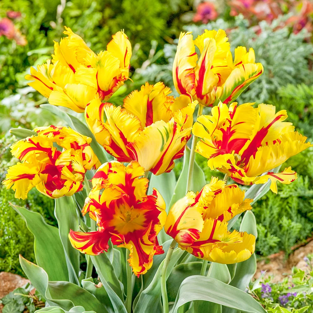 Parrot Tulip Texas Flame
