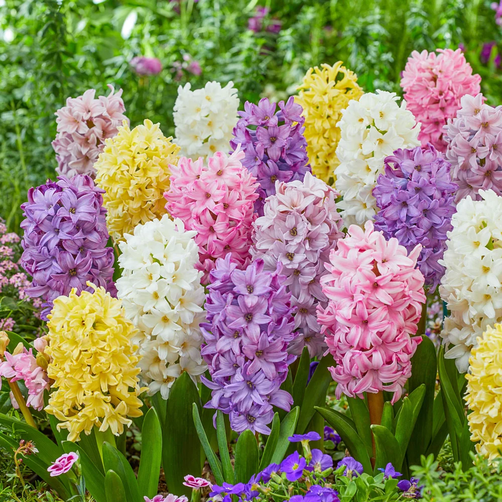 Pastel Hyacinth Mixture