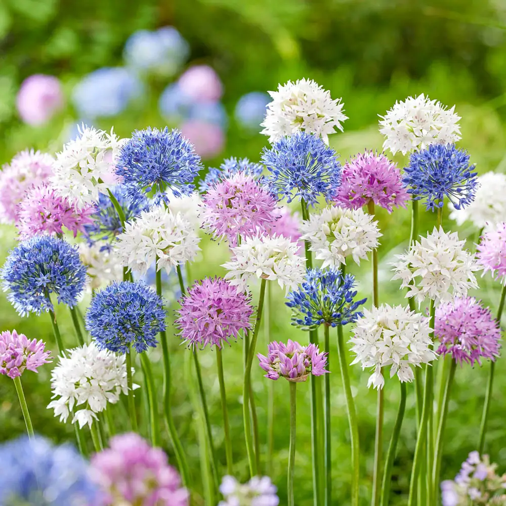 Pastel Polka Dots Allium Mixture