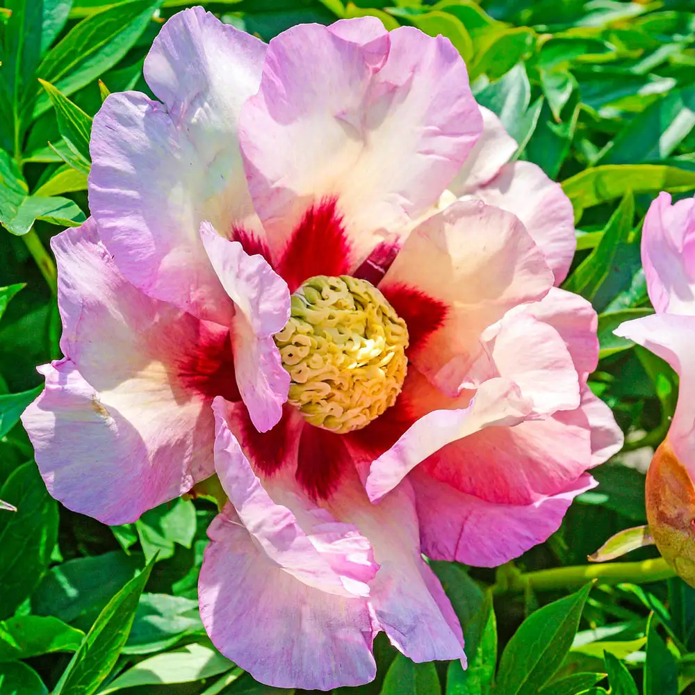 Itoh Peony Pastel Splendor - Image 2