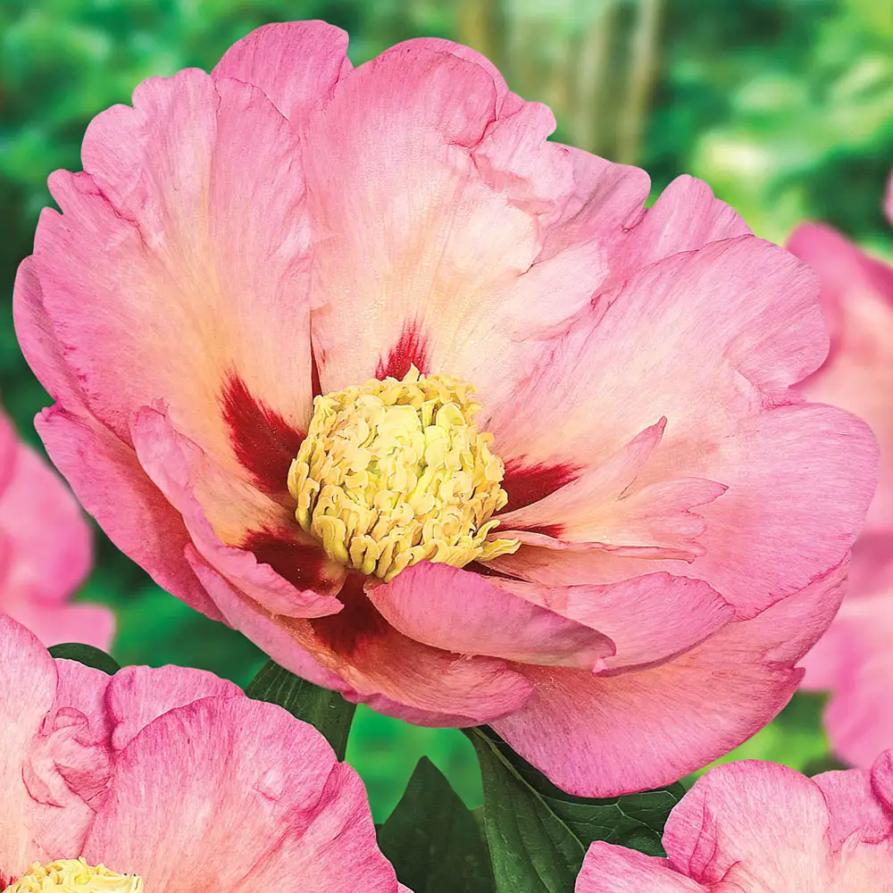 Itoh Peony Pastel Splendor - Image 3