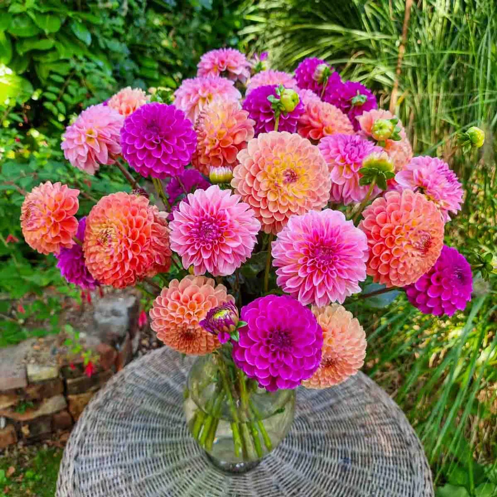 Peachy Keen Dahlia Blend - Image 3