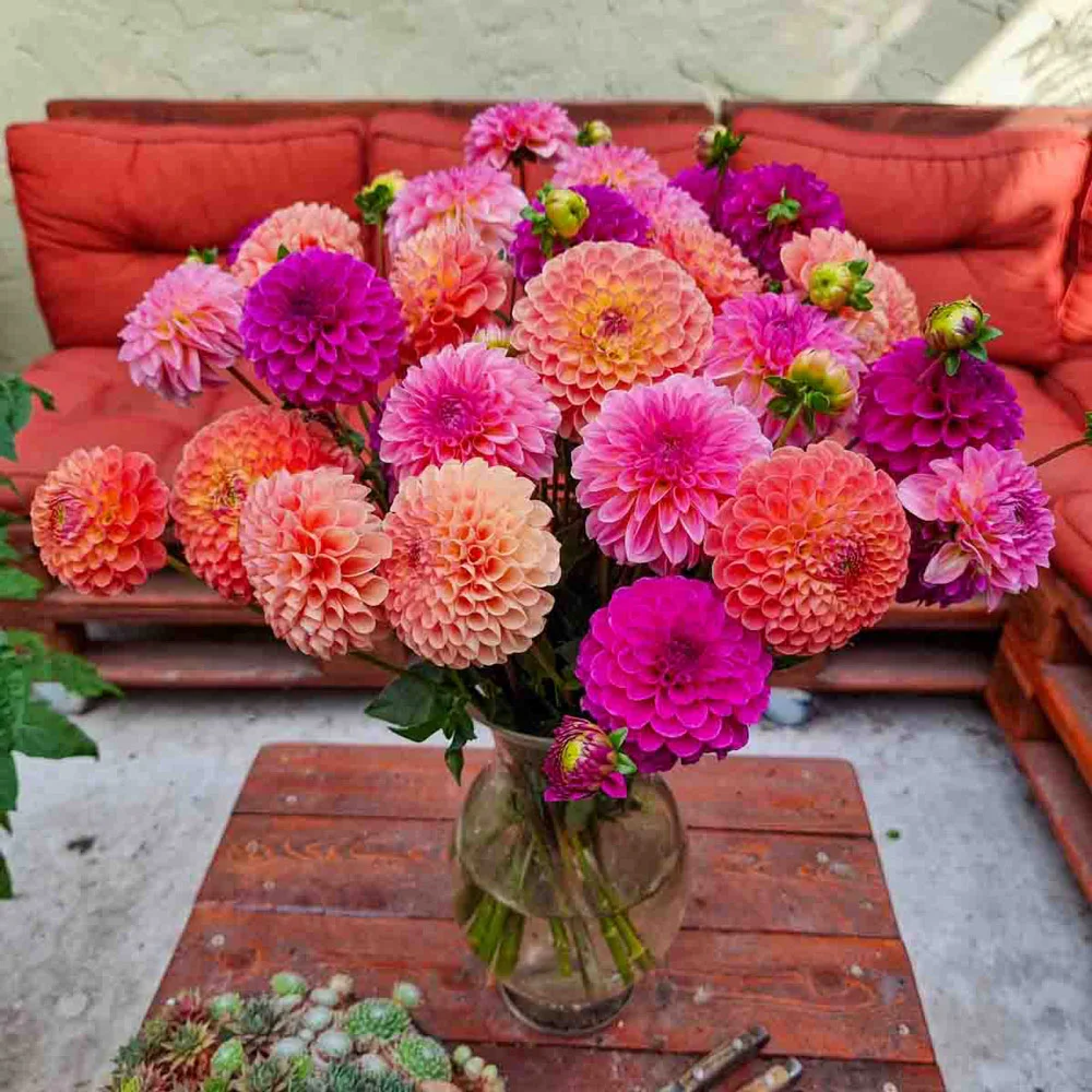 Peachy Keen Dahlia Blend - Image 4