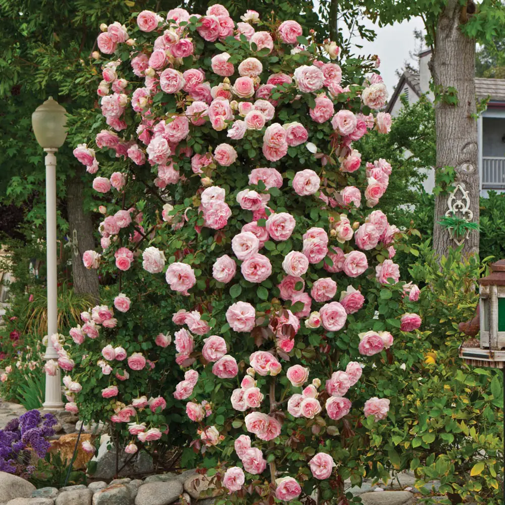 Pearly Gates™ Climbing Rose