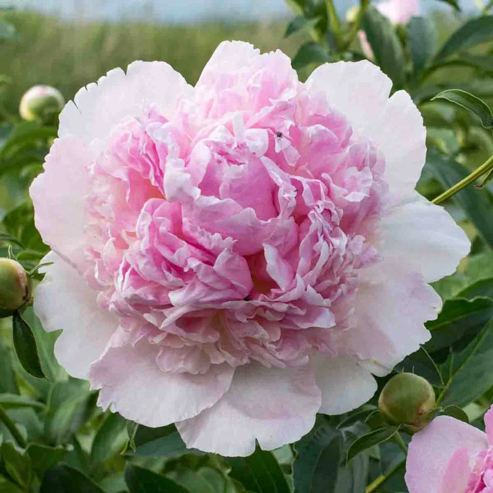 Peony Angel Cheeks - Image 3