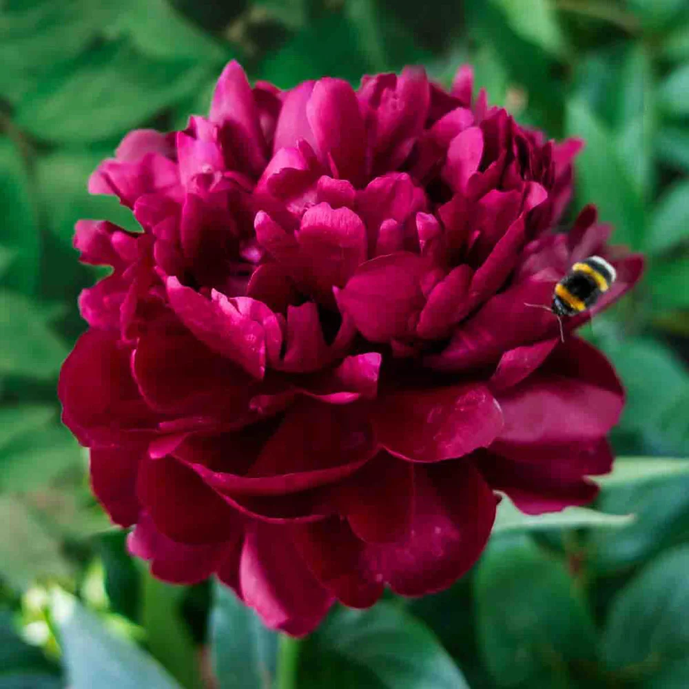 Peony Cherry Hill - Image 2