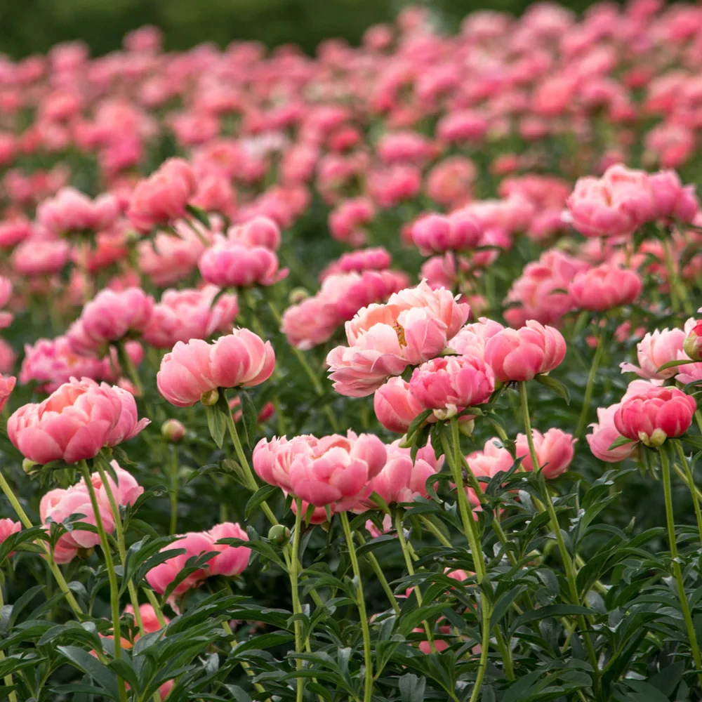 Peony Coral Charm - Image 2