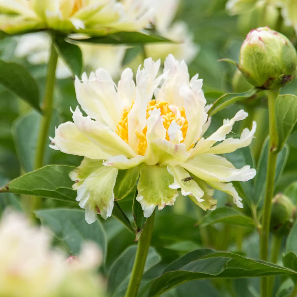 Peony Green Lotus - Image 2