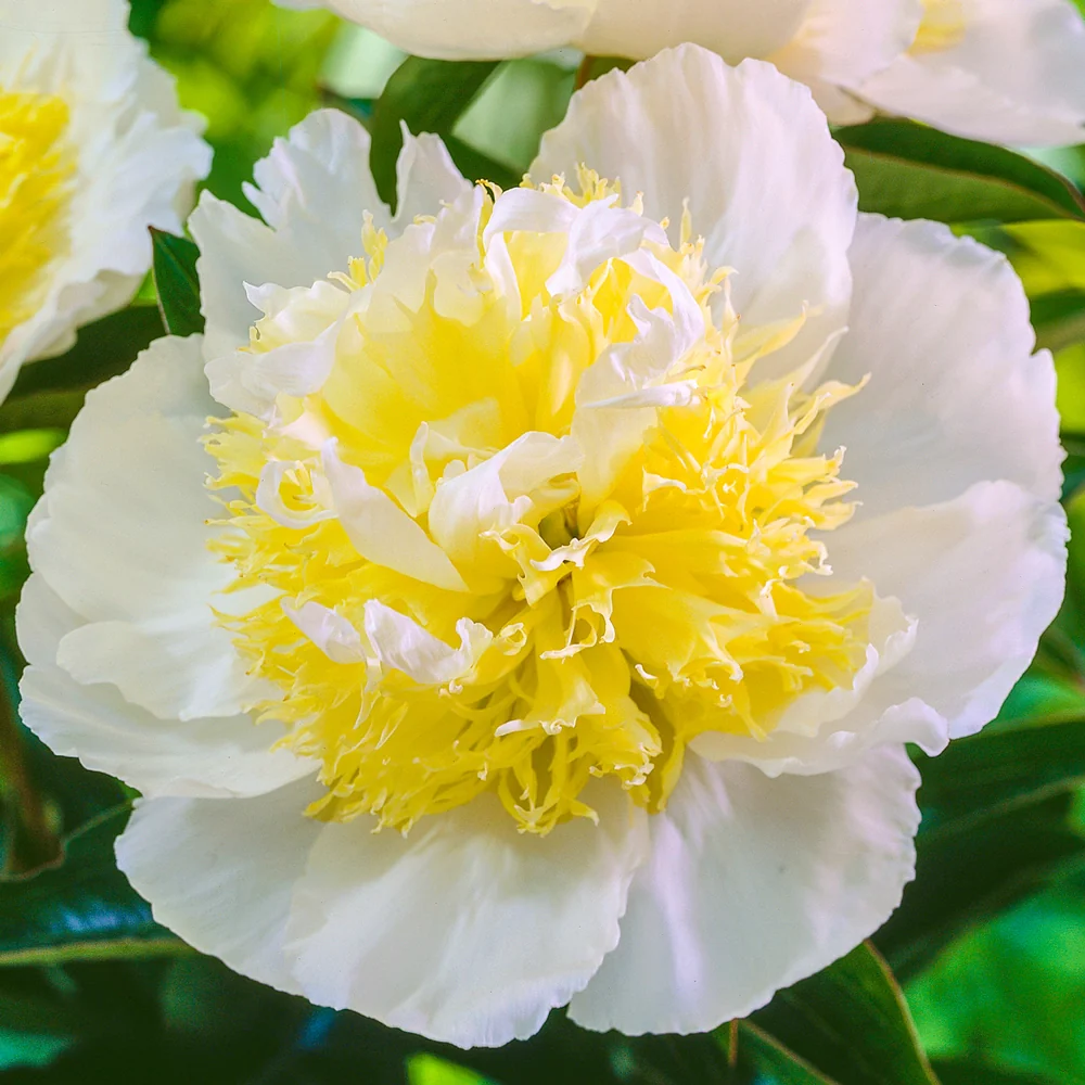 Peony Honey Gold - Image 3
