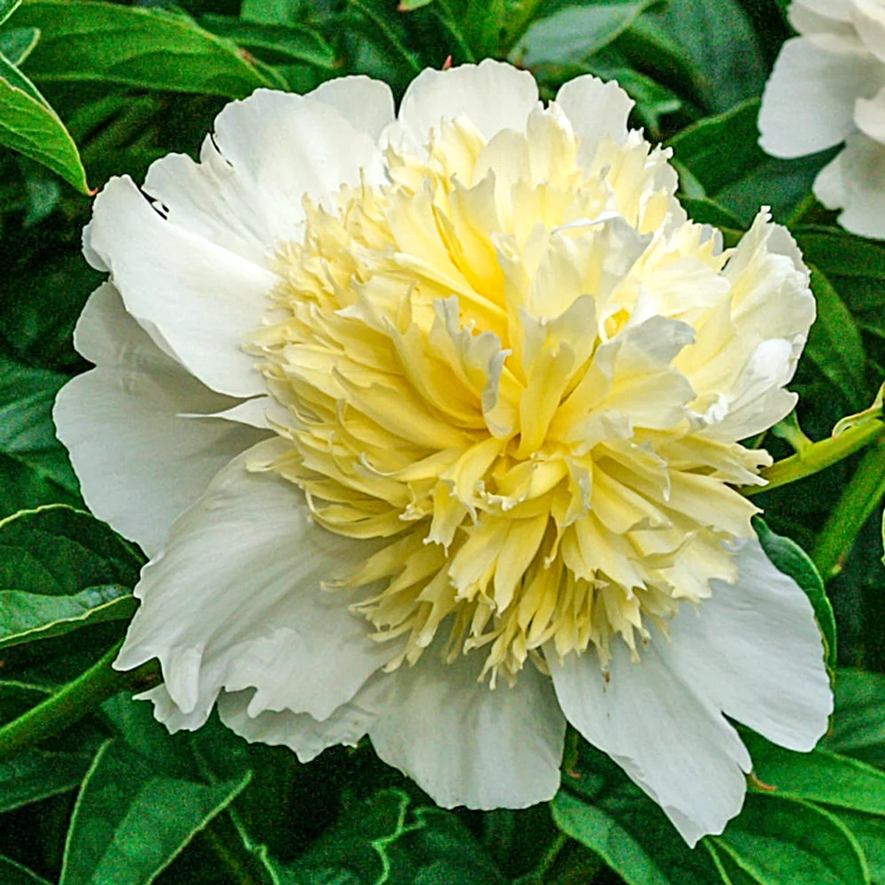 Peony Honey Gold - Image 4