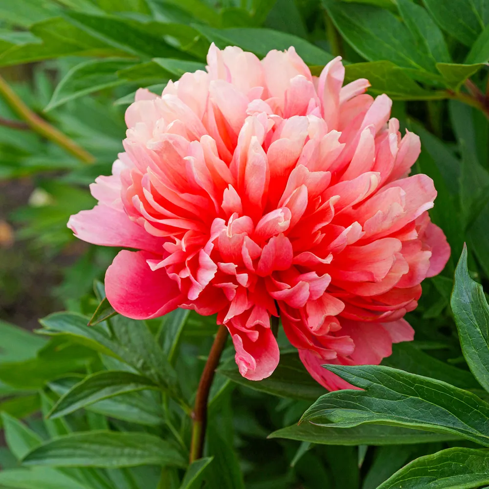 Peony Lorelei - Image 2