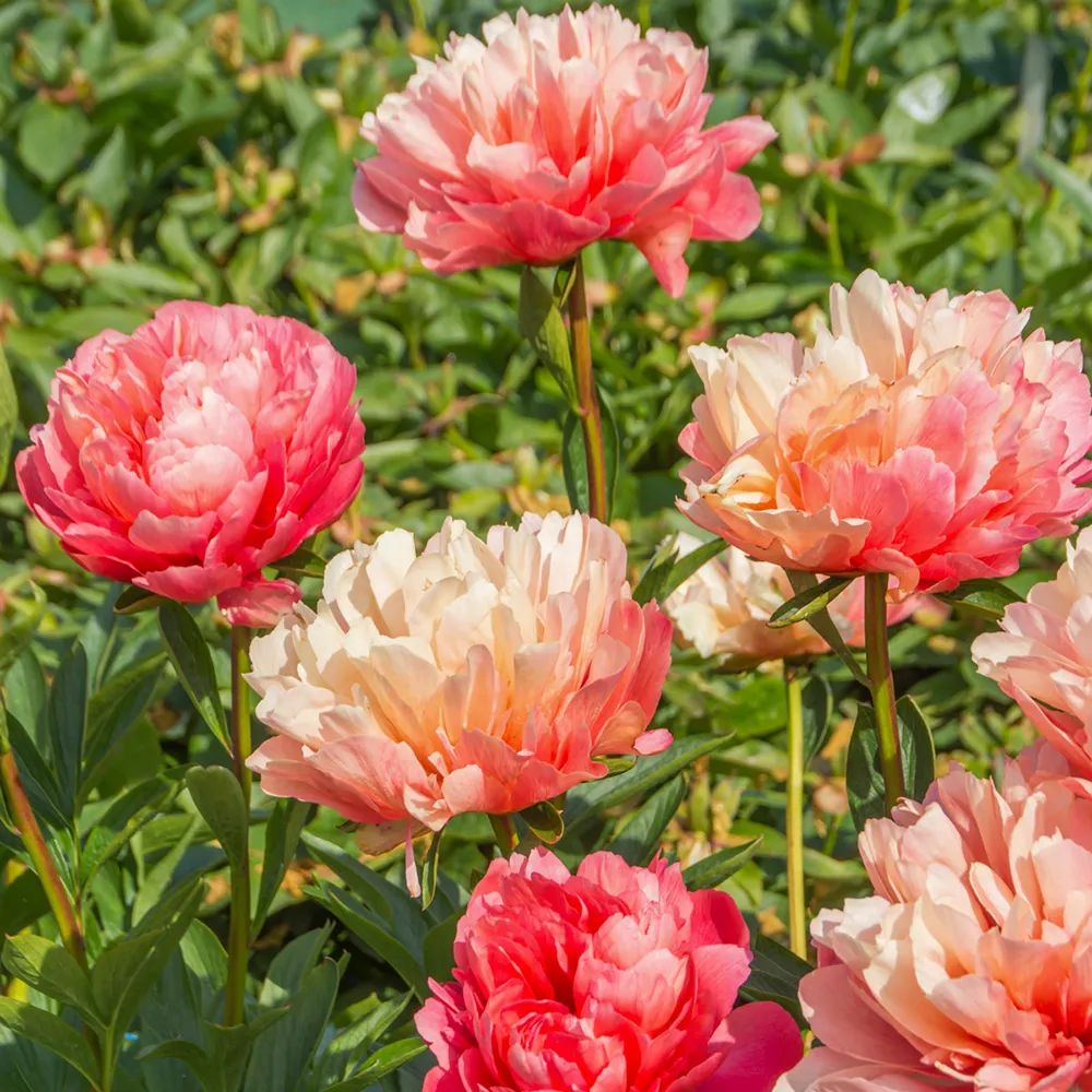 Peony Lorelei - Image 3