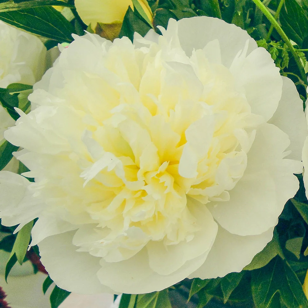 Peony Marie Lemoine - Image 2