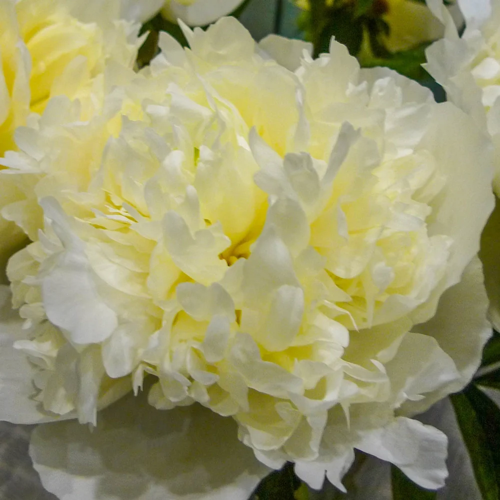 Peony Marie Lemoine - Image 3