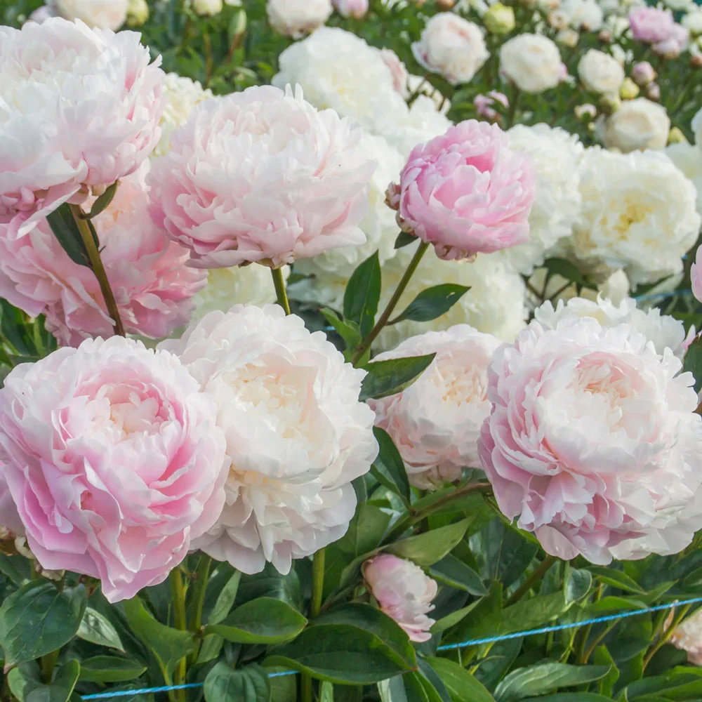 Peony Moon River - Image 2