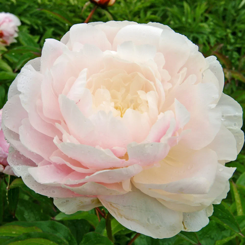 Peony Moon River - Image 3
