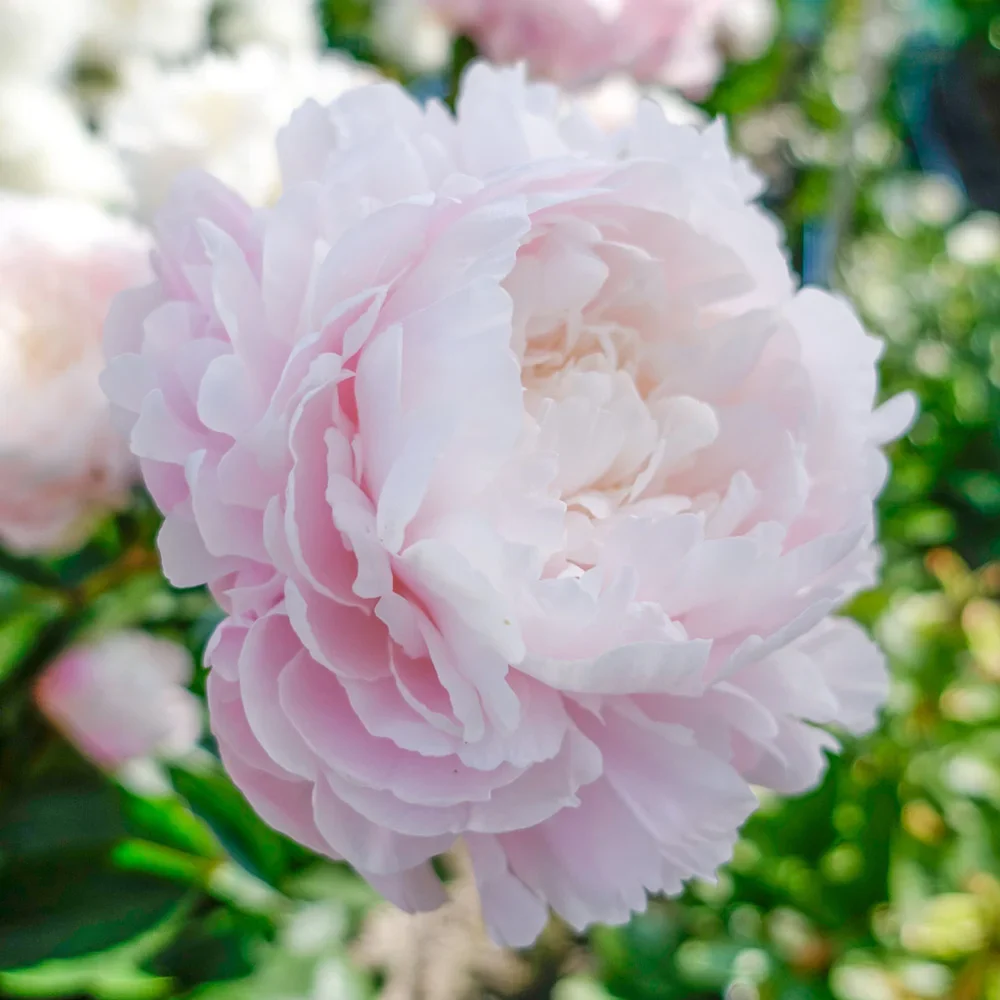 Peony Moon River - Image 4