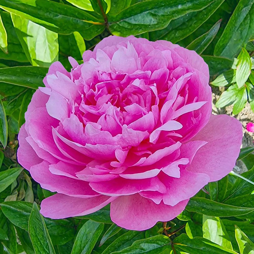 Peony Nancy Nora