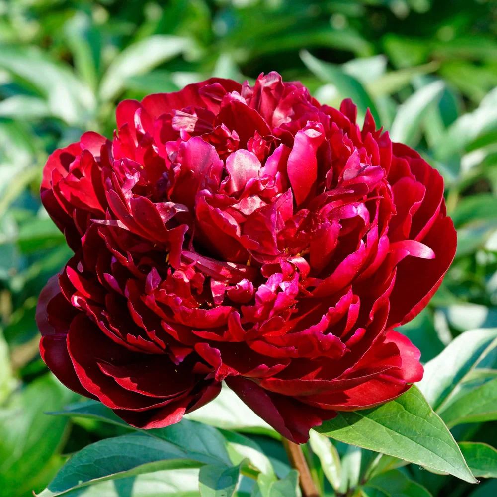 Peony Peter Brand - Image 3