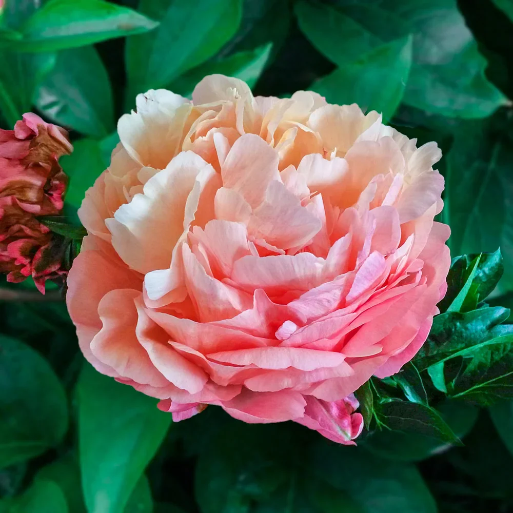 Peony Pink Hawaiian Coral