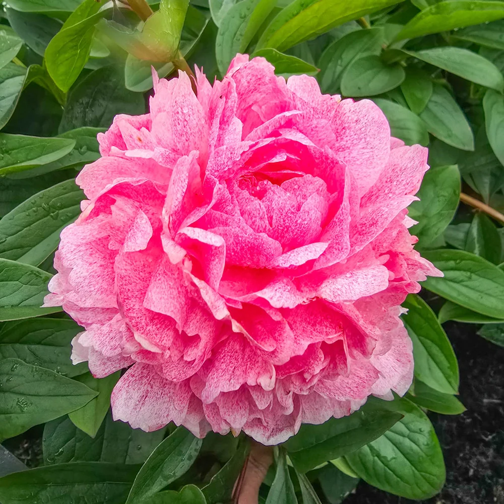 Peony Sarah Bernhardt Unique™ - Image 2