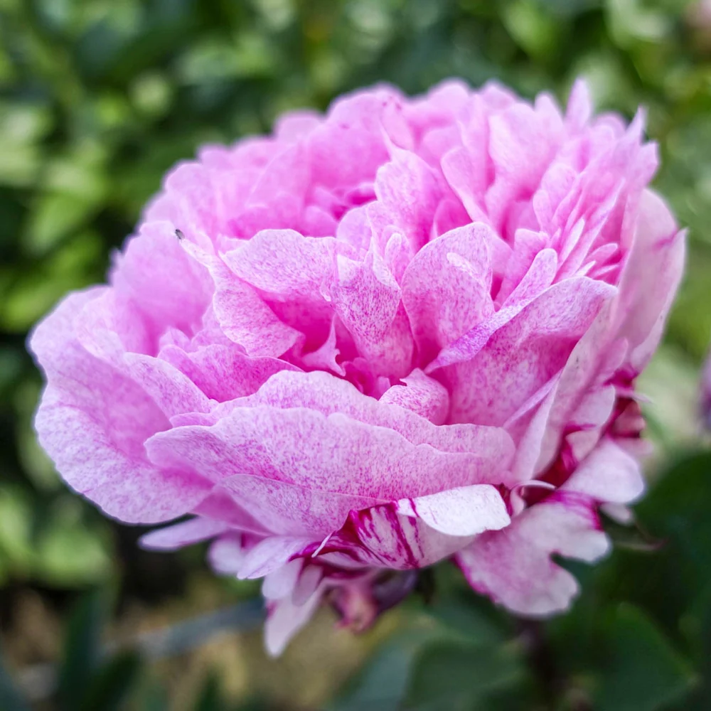 Peony Sarah Bernhardt Unique™ - Image 4