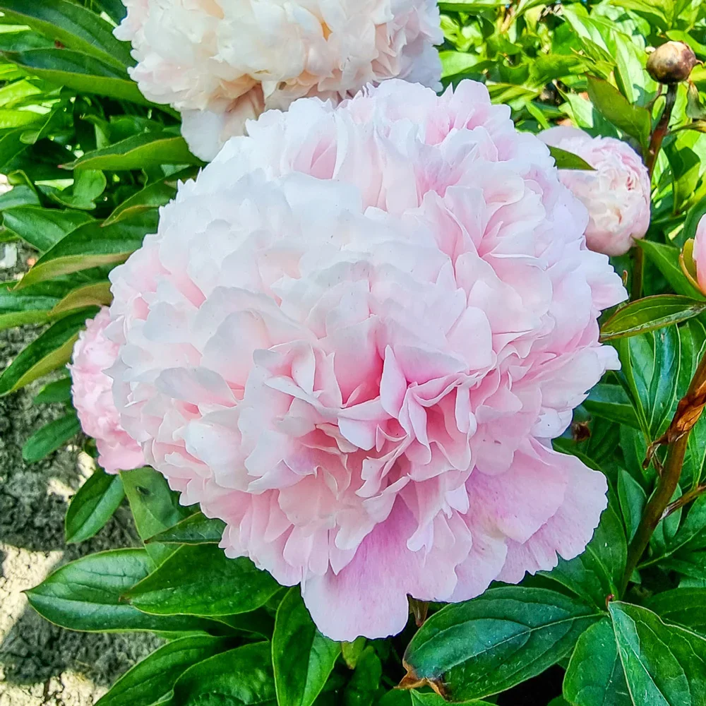Peony Sweet Sixteen - Image 2