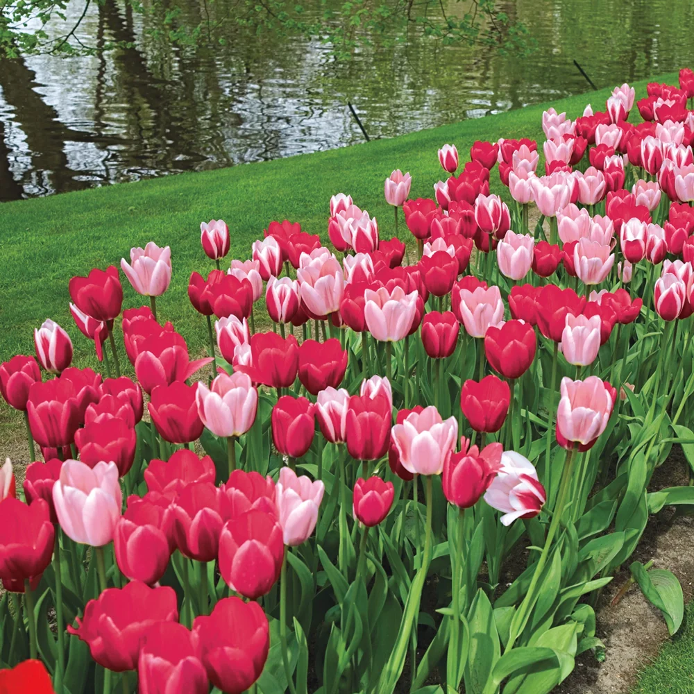 Perennial Delight Tulip Mix