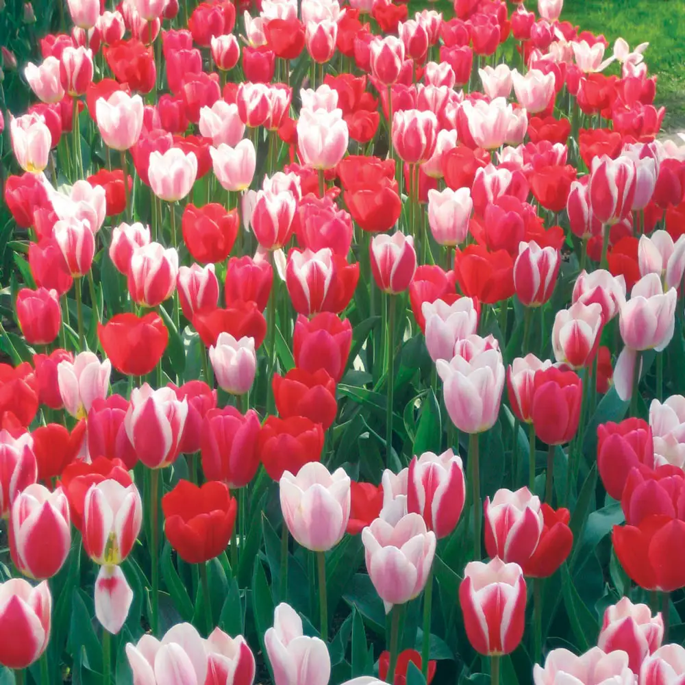 Perennial Delight Tulip Mix - Image 4