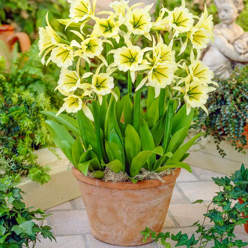 Peruvian Daffodil Sulphur Queen