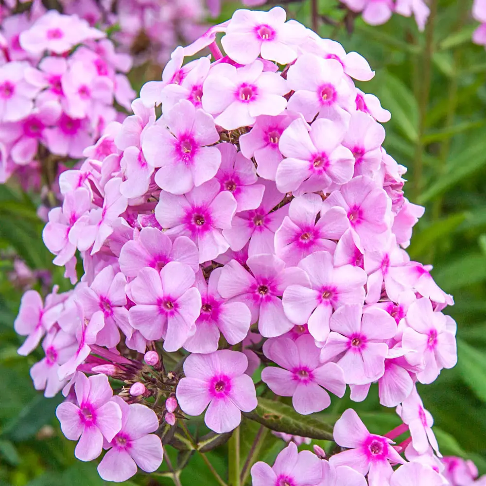 Phlox Miss Pepper