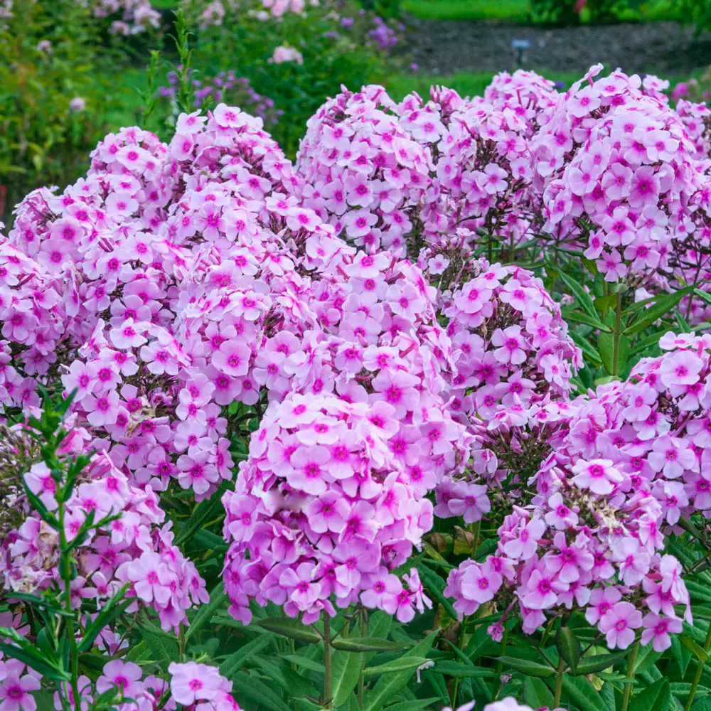 Phlox Miss Pepper - Image 2