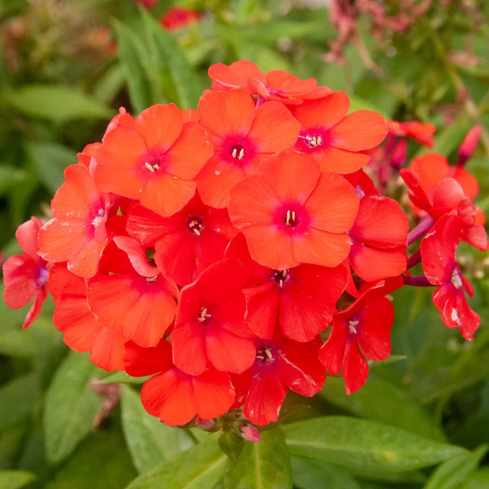 Phlox Orange Perfection - Image 3