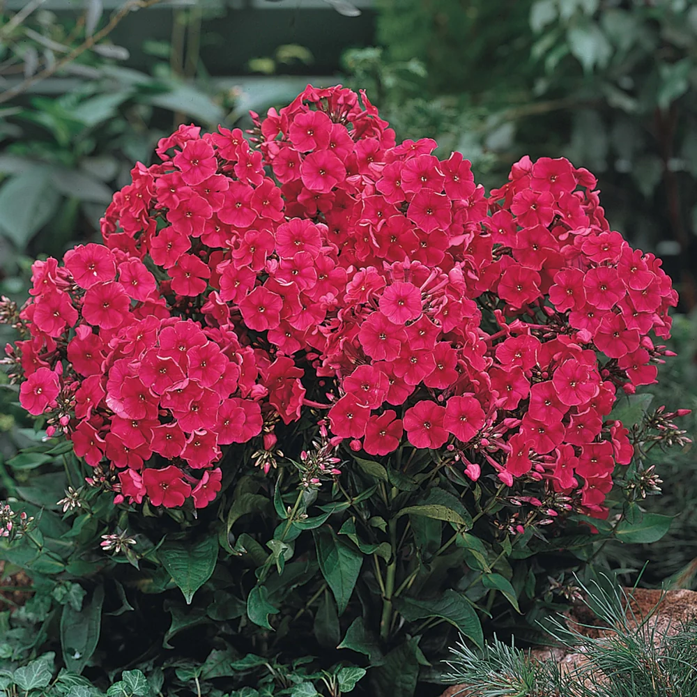 Phlox Red Riding Hood - Image 3