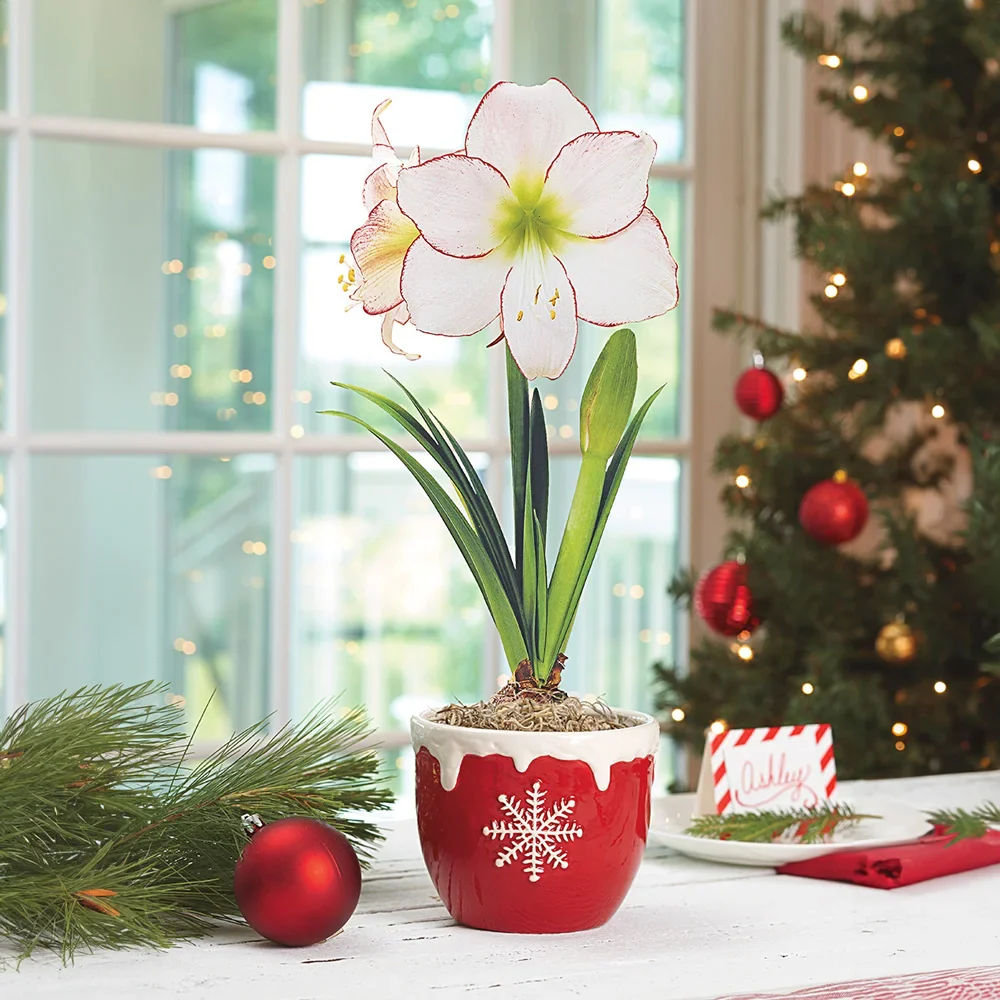 Amaryllis Picotee - Image 4