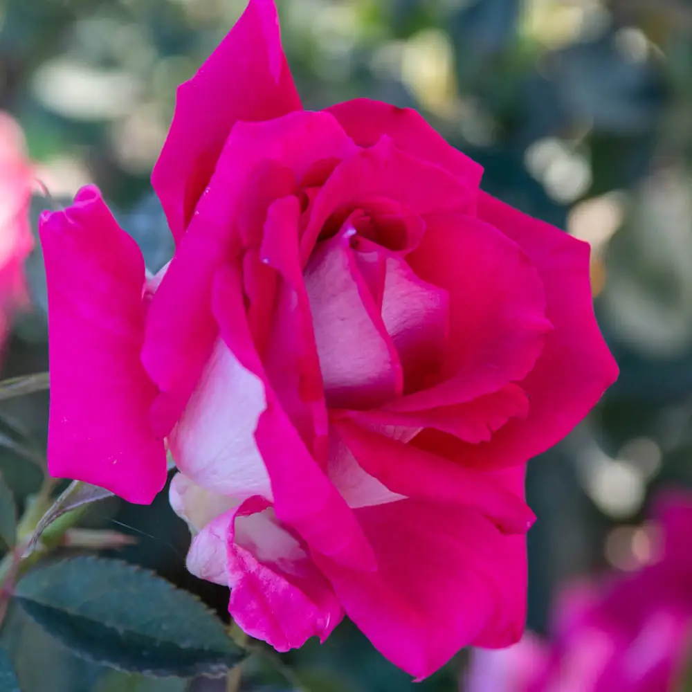 Picture Perfect™ Hybrid Tea Rose - Image 2