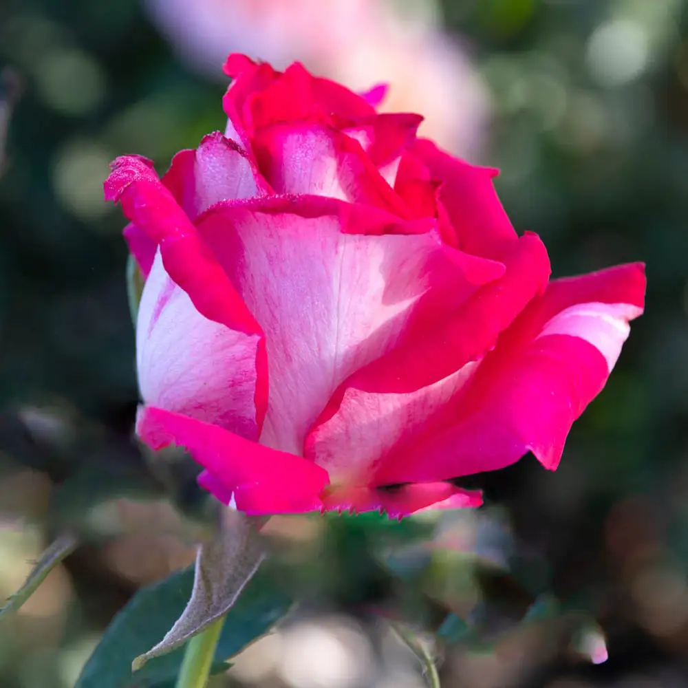 Picture Perfect™ Hybrid Tea Rose - Image 3