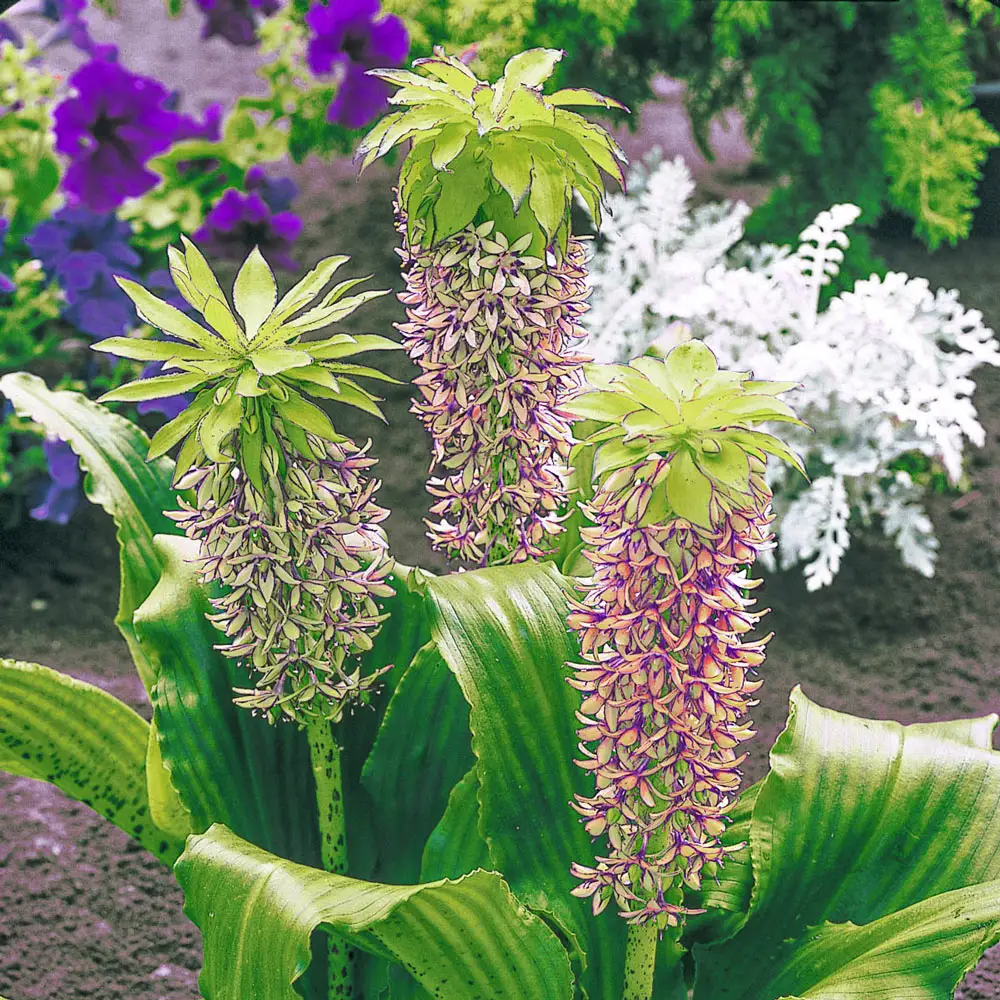 Pineapple Lily - Image 2