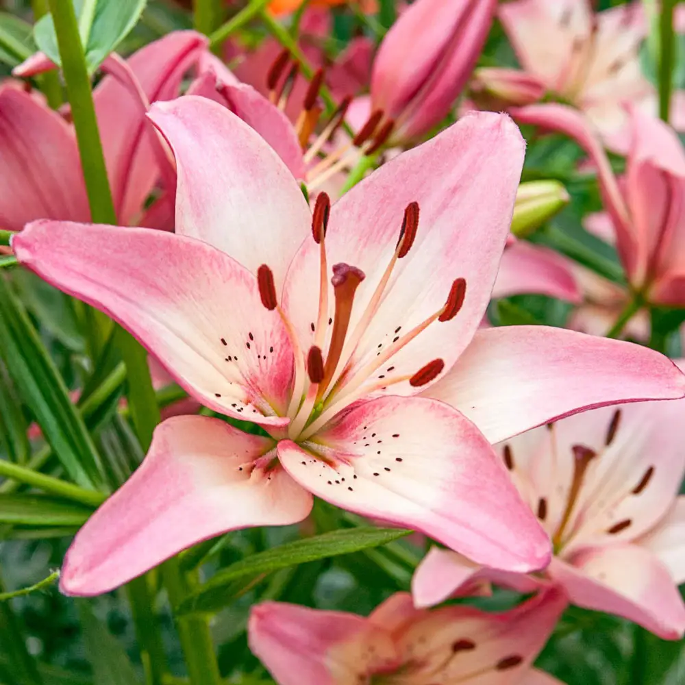 Asiatic Lily Rosella's Dream - Image 3