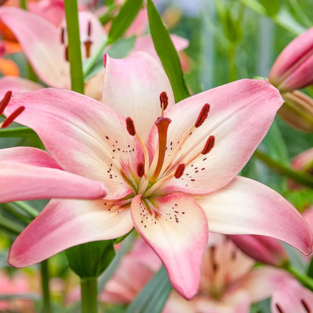 Asiatic Lily Rosella's Dream - Image 4
