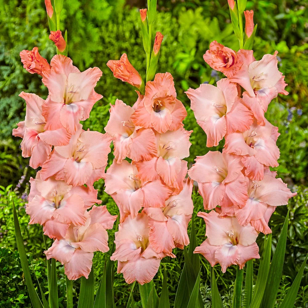 Gladiolus Spic and Span