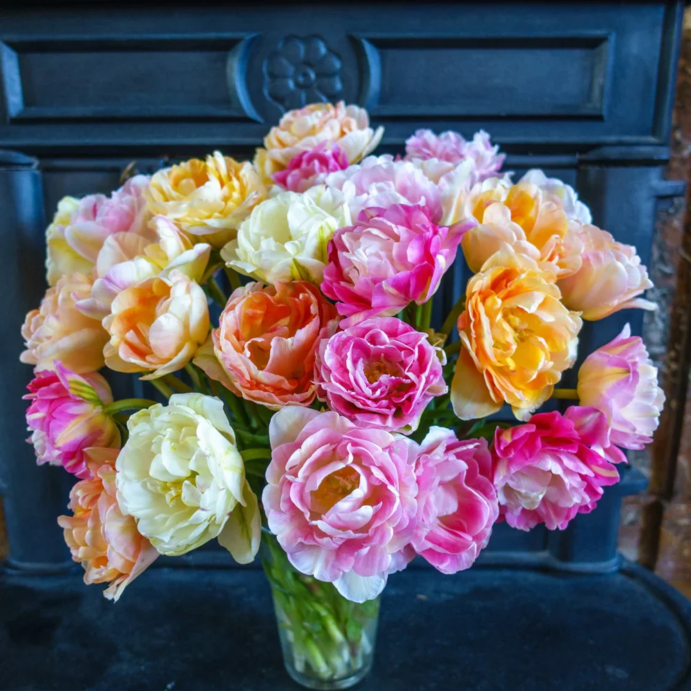 Pink Moscato Tulip Blend