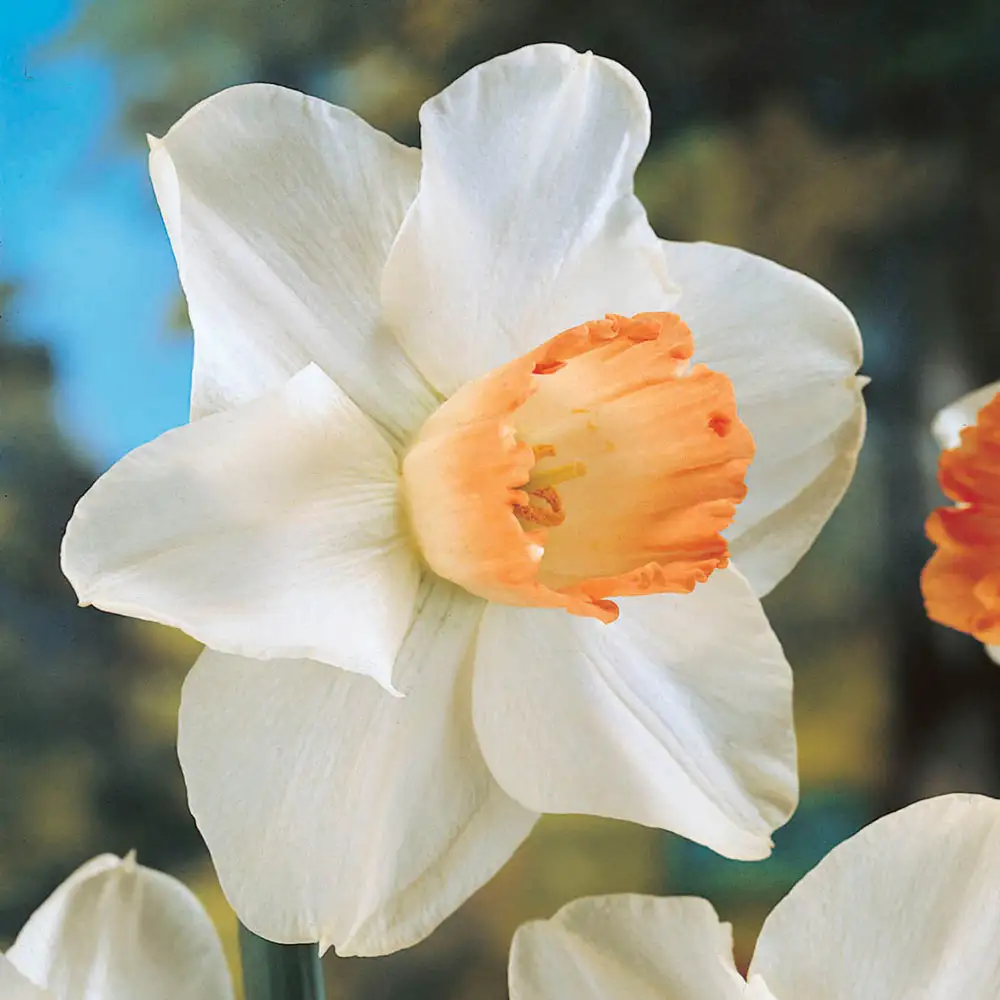 Large Cupped Daffodil Pink Pride