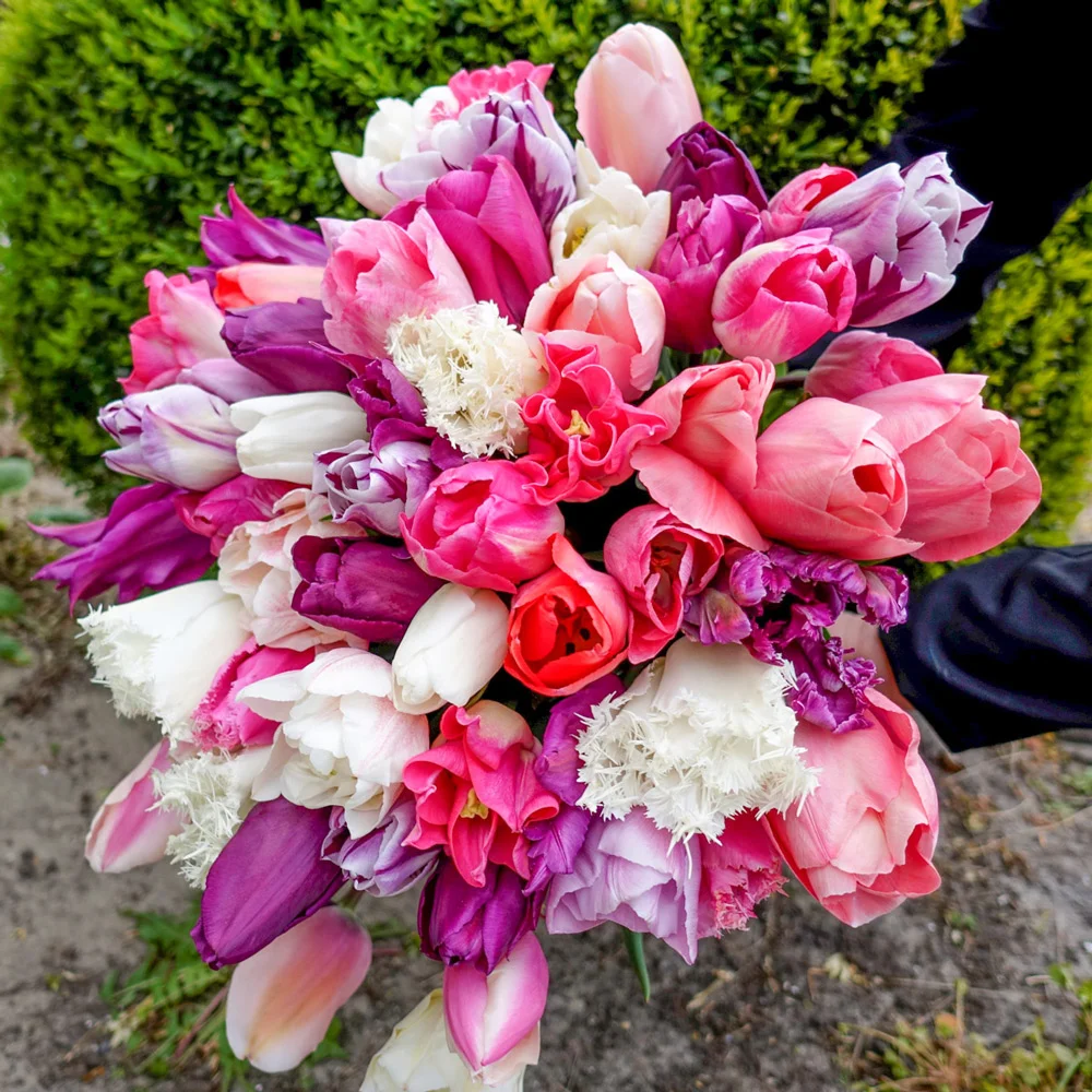 Pinot Grigio Tulip Blend