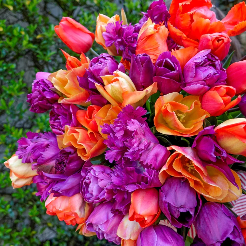 Pinot Noir Tulip Blend - Image 2