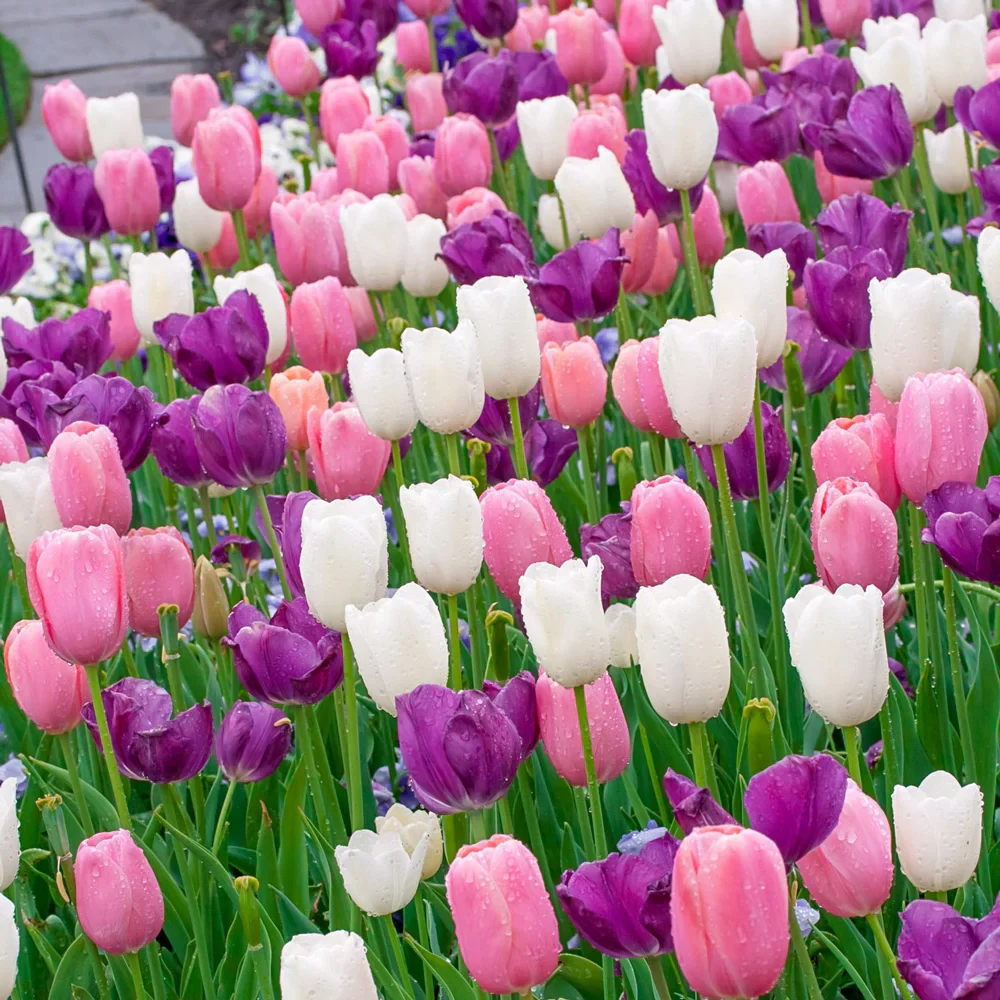 Plum Parade Tulip Mix - Image 2