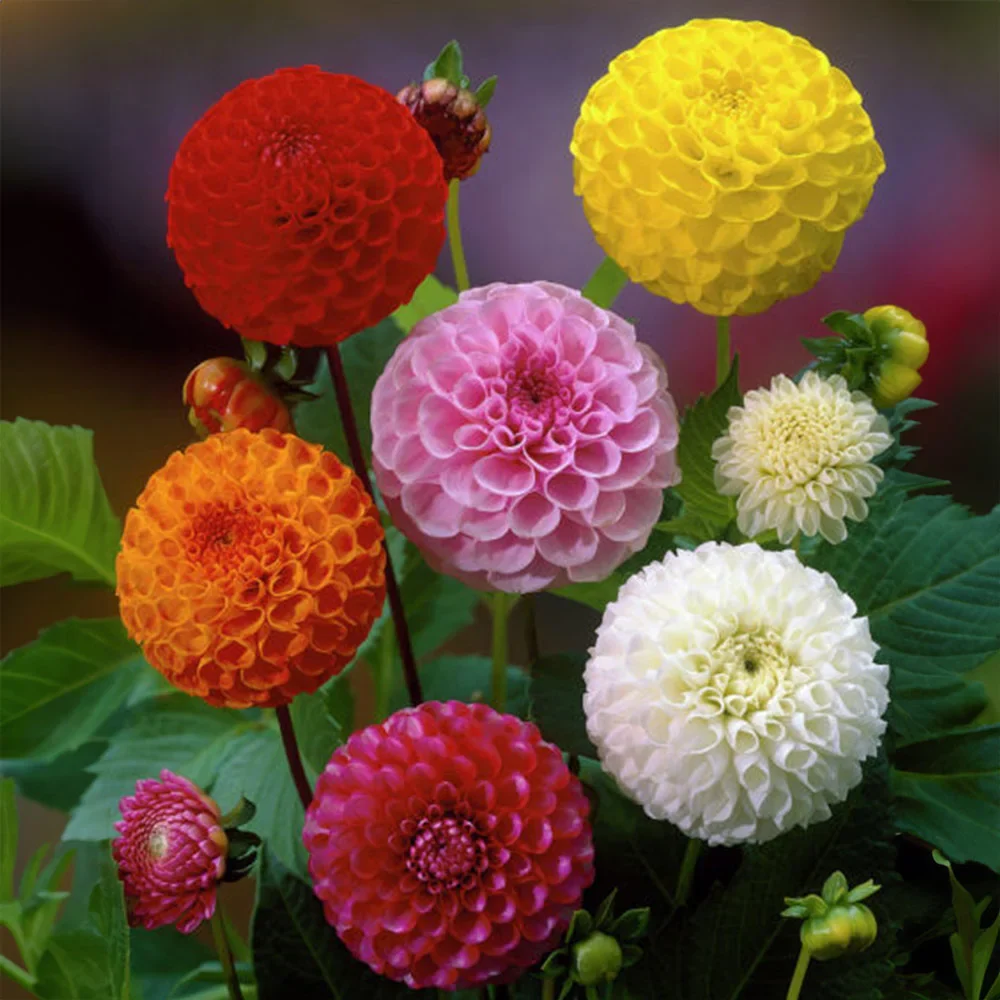 Pompon Dahlia Mixture - Image 2