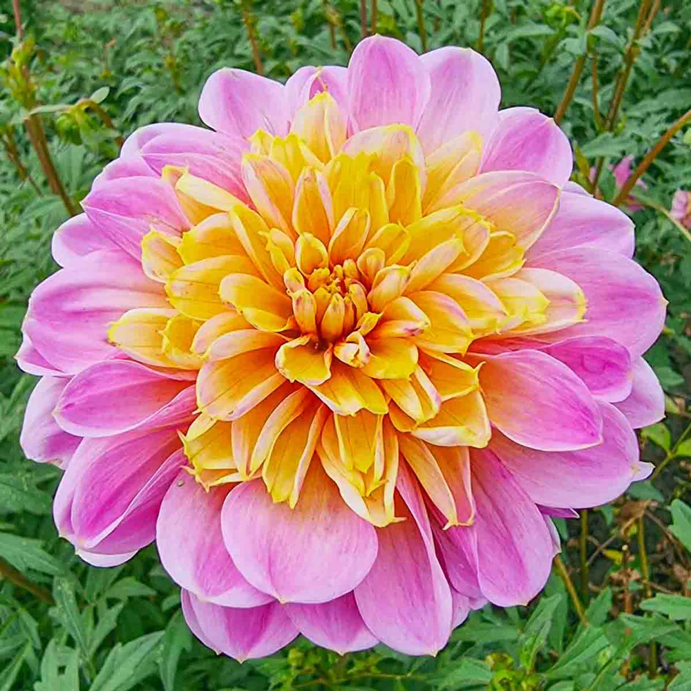 Powder-Puff Dahlia Life Style - Image 3