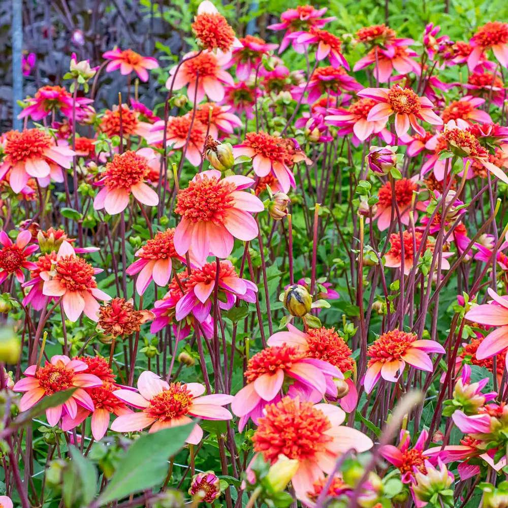 Powder-Puff Dahlia Totally Tangerine - Image 3